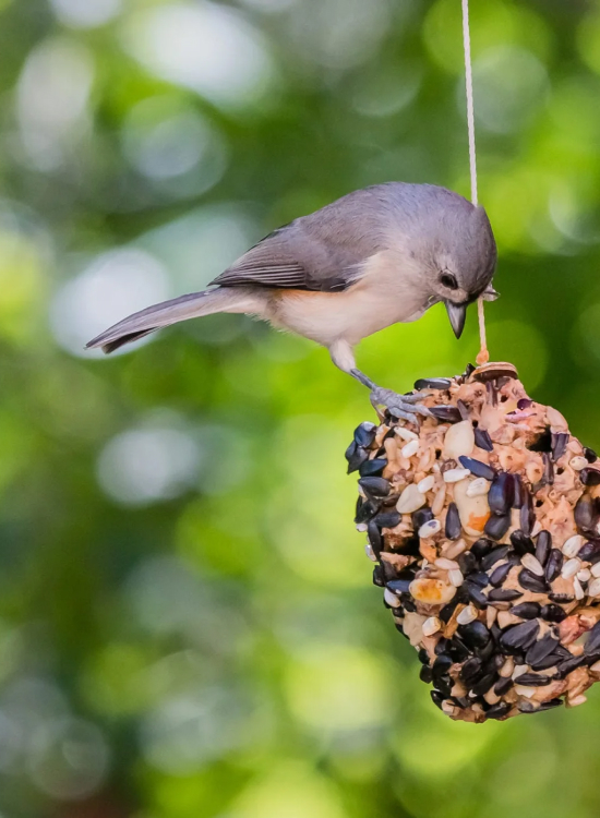 Bird Feeder Making