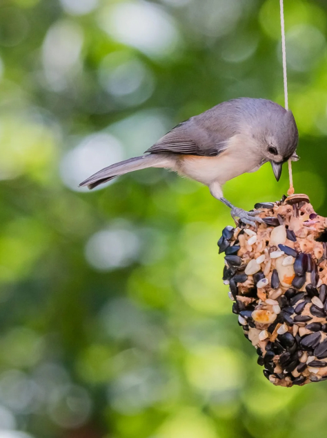 Bird Feeder Making
