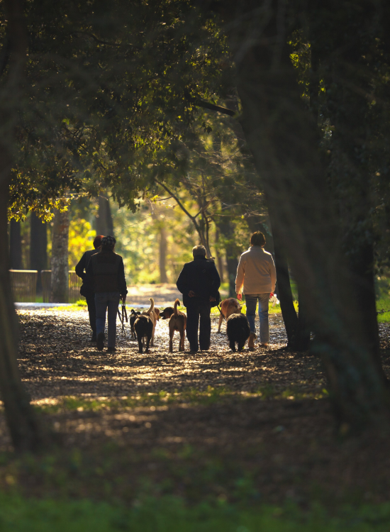 Dog Walking