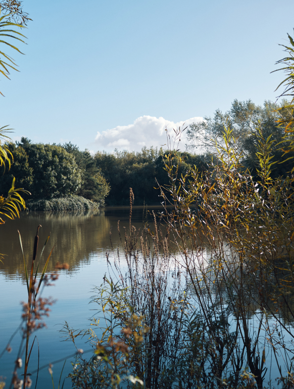 Tree Lined Lake